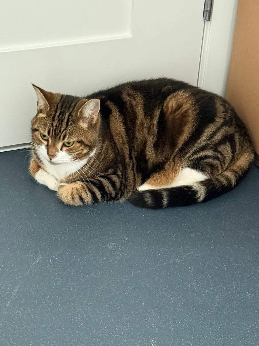 Cat rehome - Simba - Image 1
