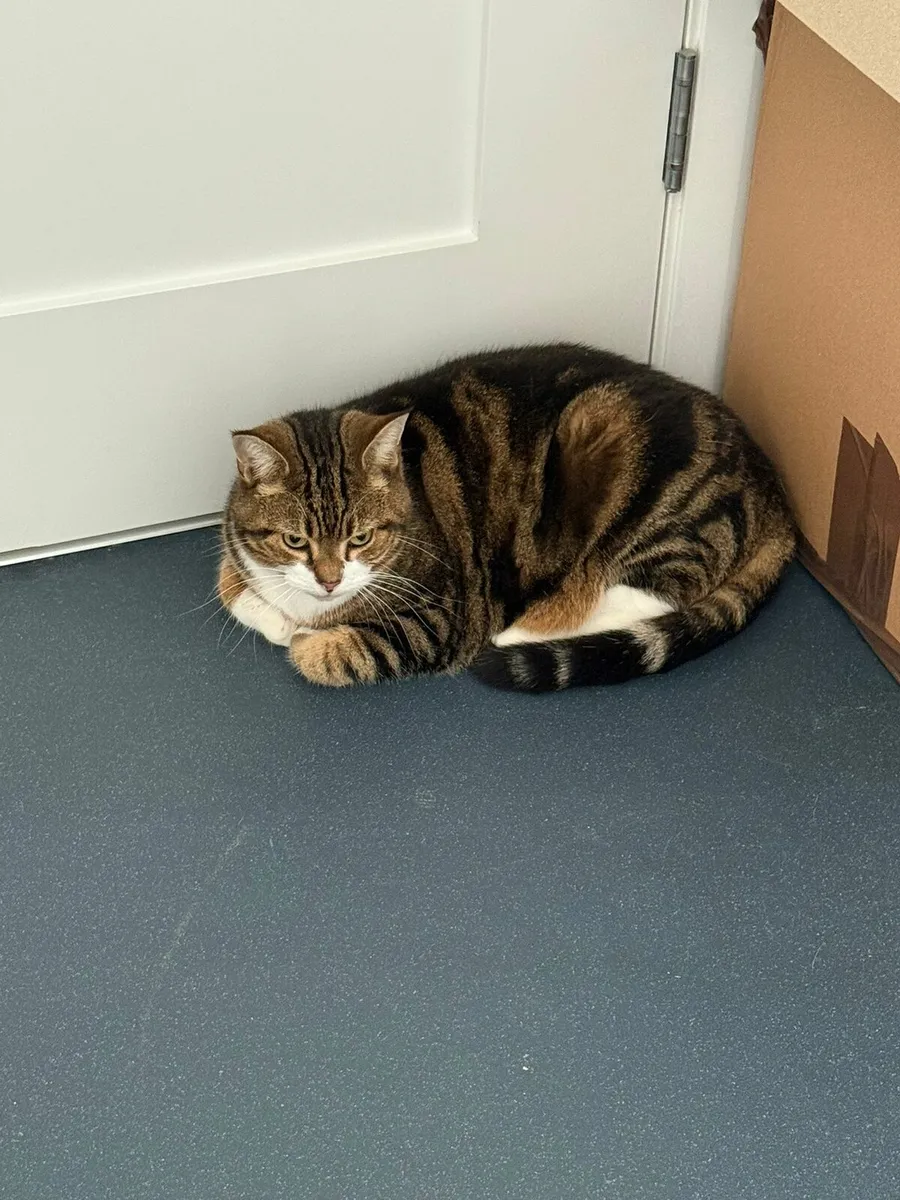 Cat rehome - Simba - Image 2