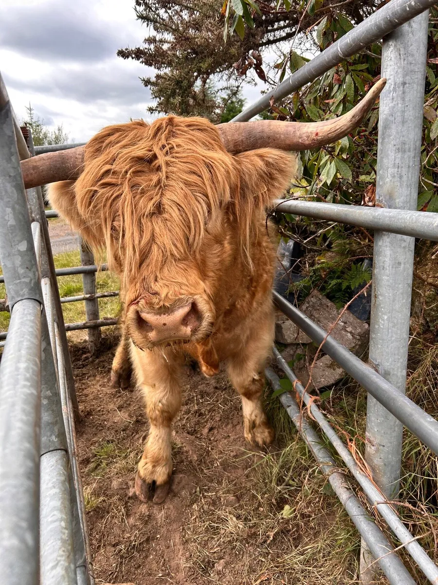 Purebred Highland stockbull - Image 1