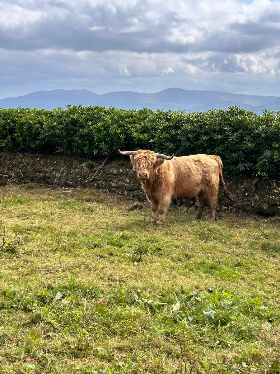 Purebred Highland stockbull - Image 2