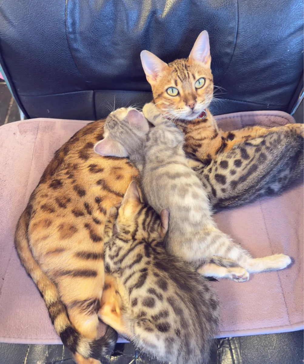 Mix Bengal Kittens - Image 1