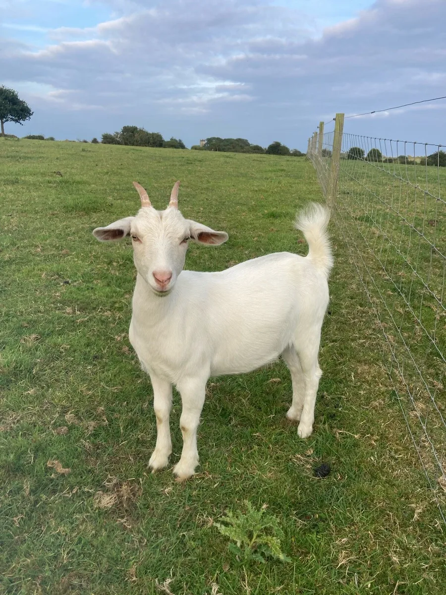Goat - Image 1