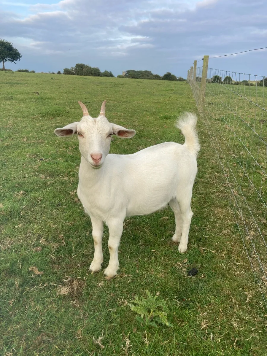 Goat - Image 2