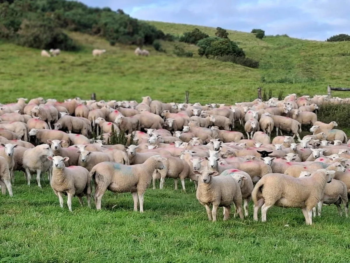 500 Ram Lambs - Image 1