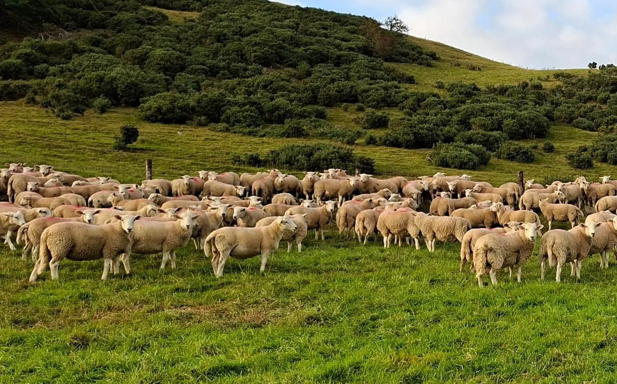 500 Ram Lambs - Image 2