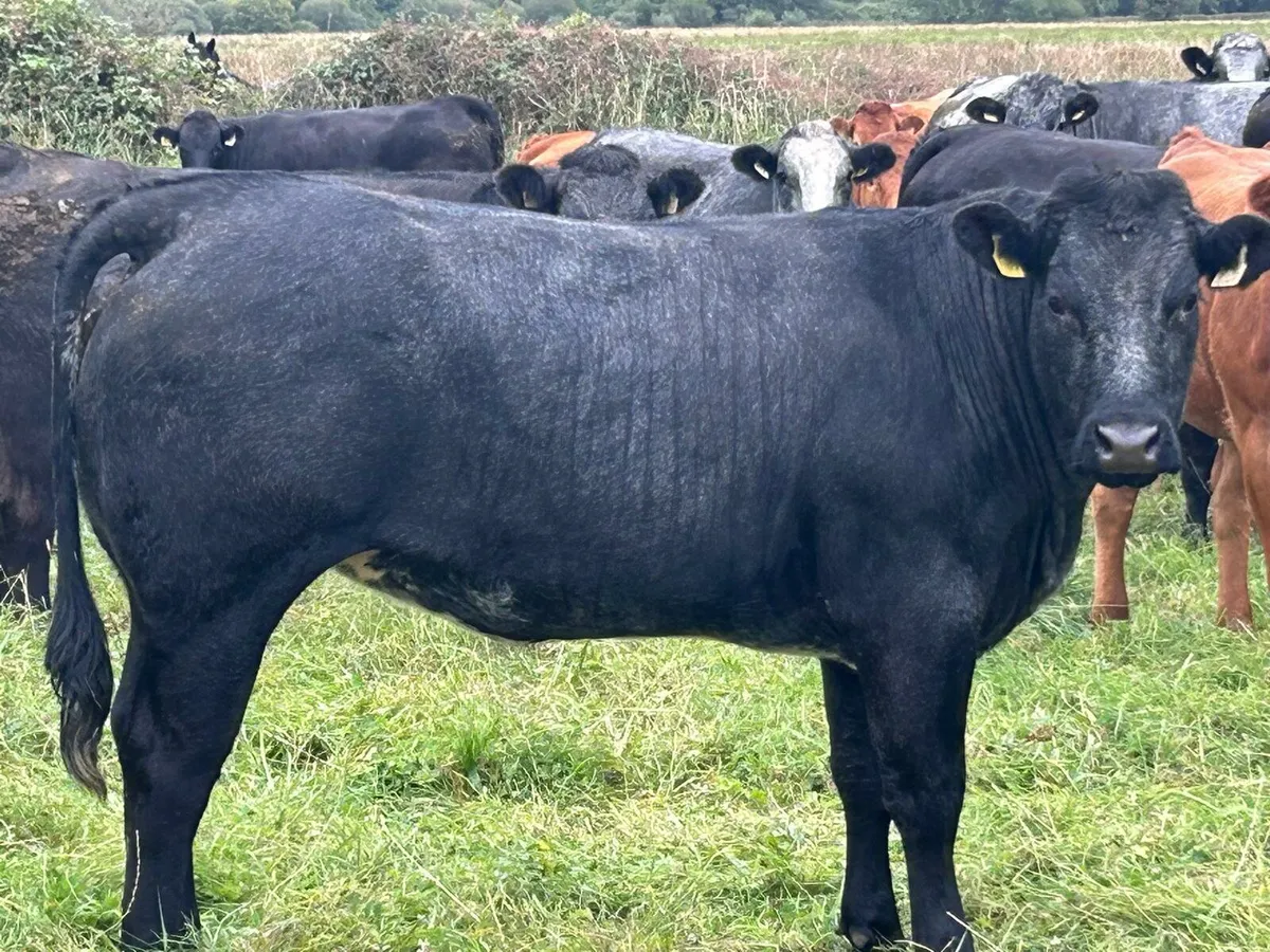 Breeding heifers - Image 1