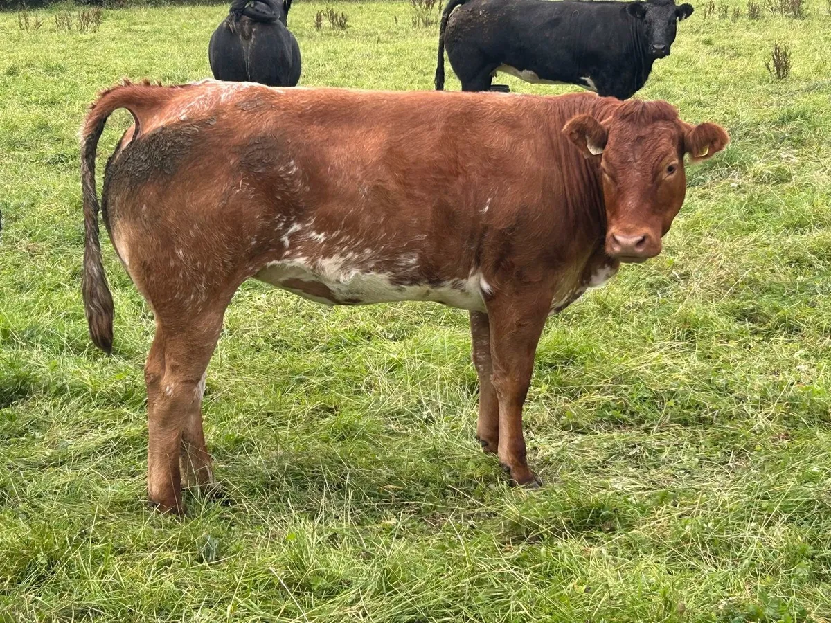 Breeding heifers - Image 2