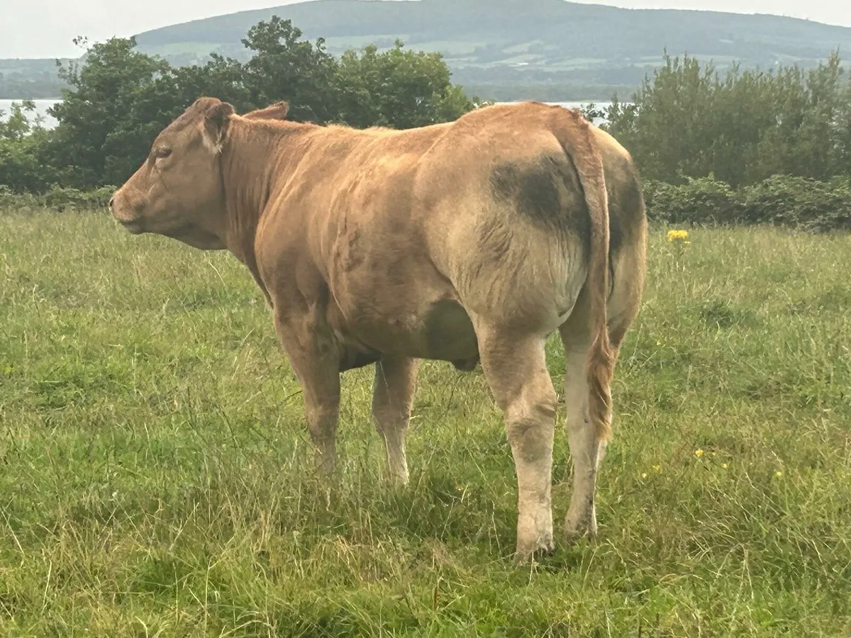 Breeding heifers - Image 3