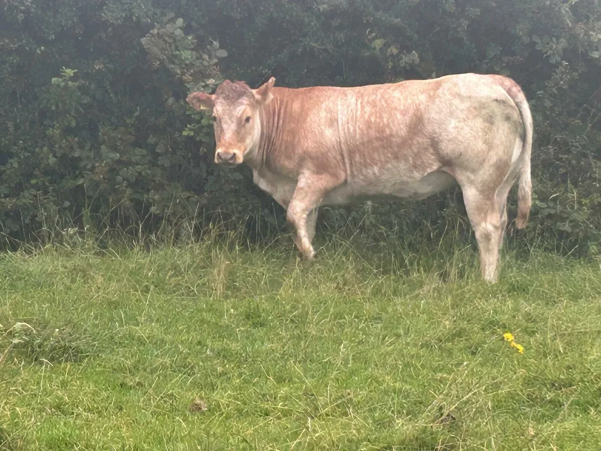 Breeding heifers - Image 4