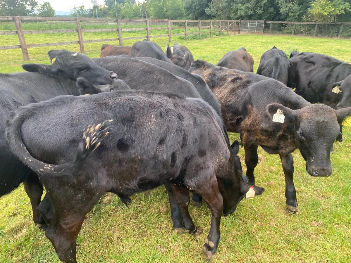 12 Angus Bull Runners @ Lissava - Image 1