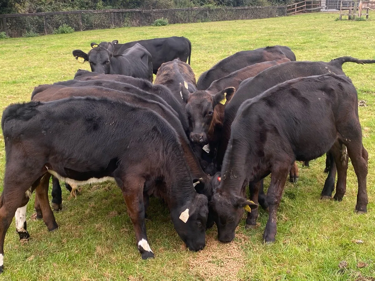 12 Angus Bull Runners @ Lissava - Image 2
