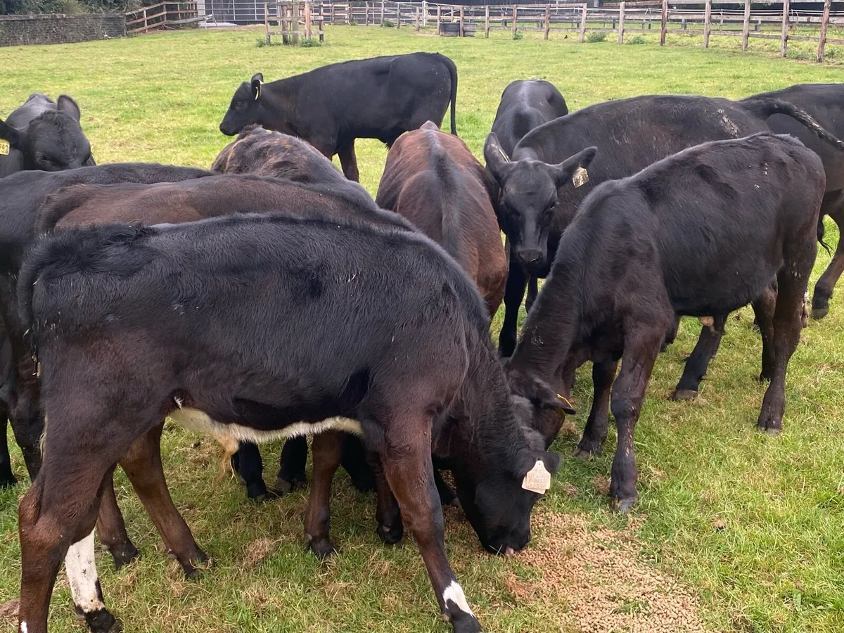 12 Angus Bull Runners @ Lissava - Image 3
