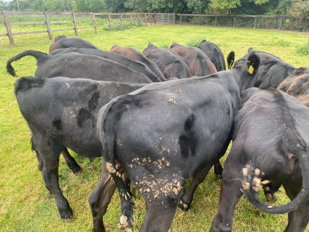 12 Angus Bull Runners @ Lissava - Image 4