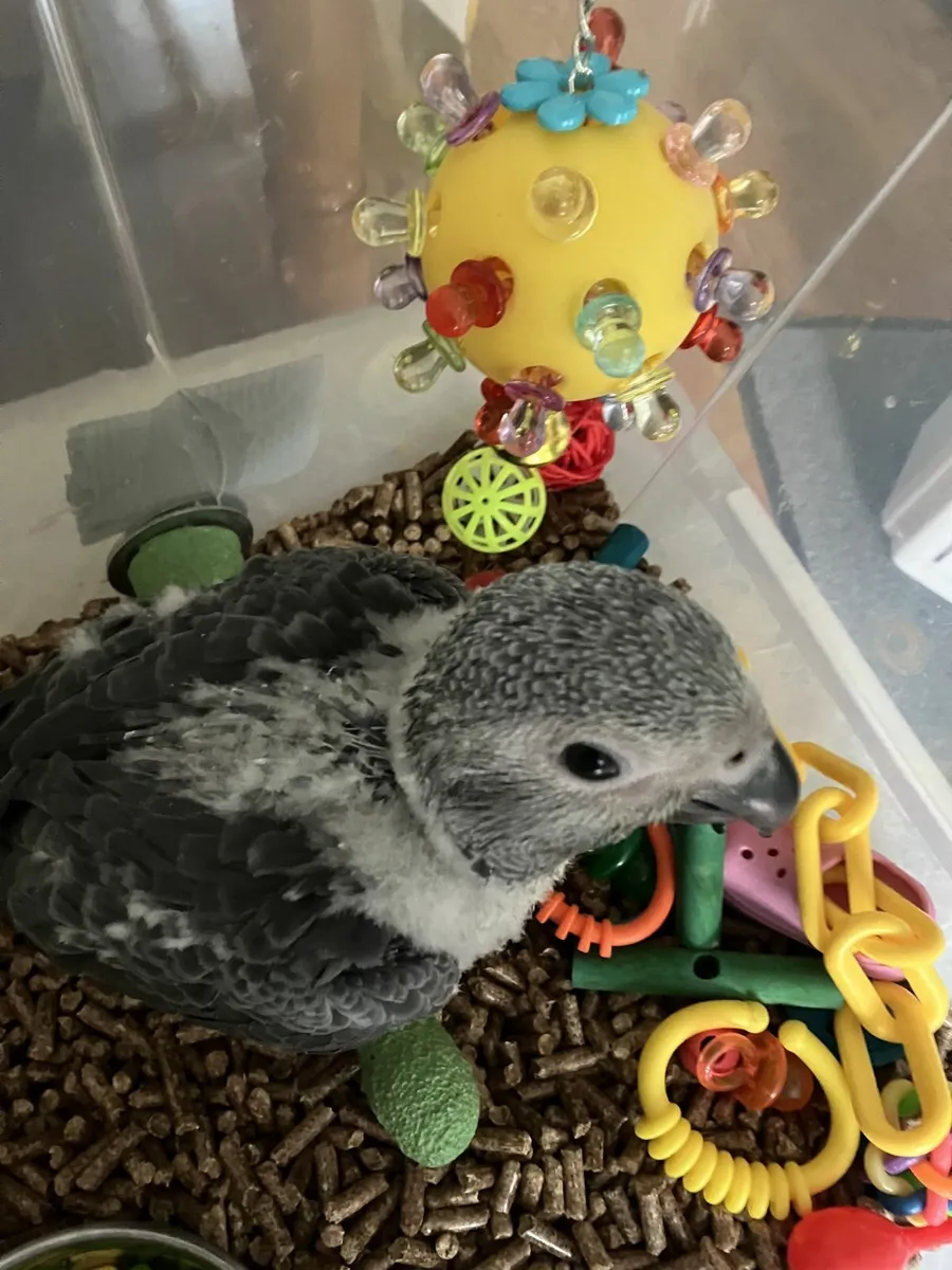 African Grey - Image 4