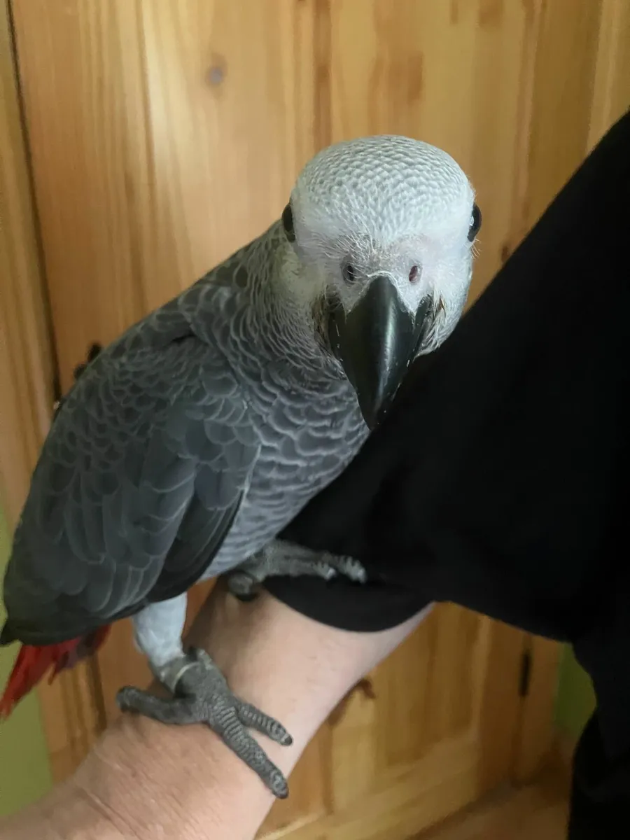 African Grey - Image 1