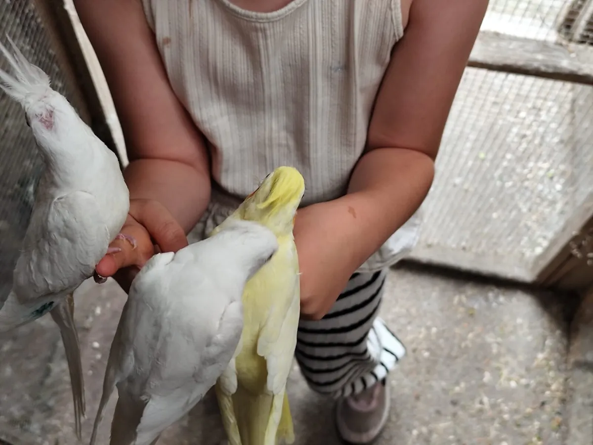 Birds - Image 1