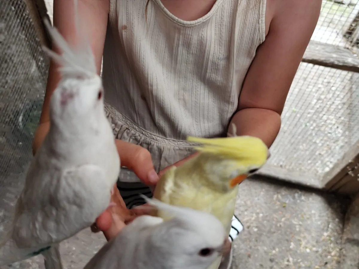 Birds - Image 2