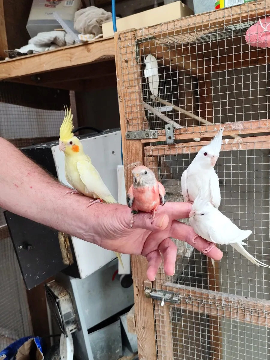 Birds - Image 4