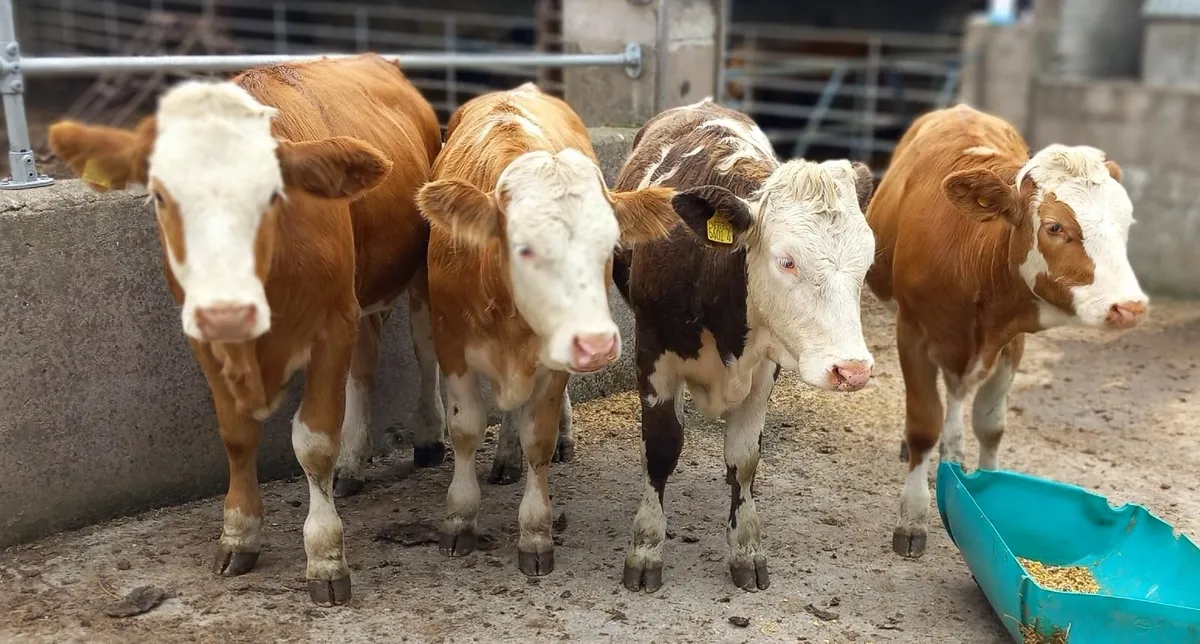 4 Fleckvieh Maiden Heifers - Image 1