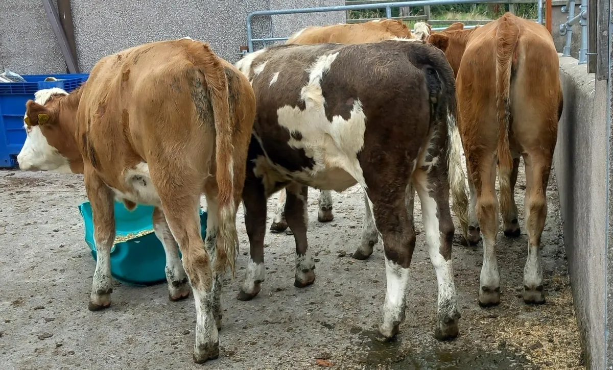 4 Fleckvieh Maiden Heifers - Image 2