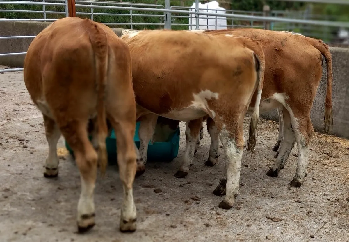 4 Fleckvieh Maiden Heifers - Image 3
