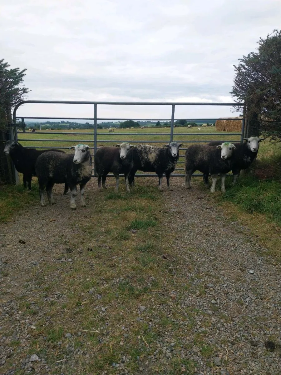 Ewe Hoggets - Image 1