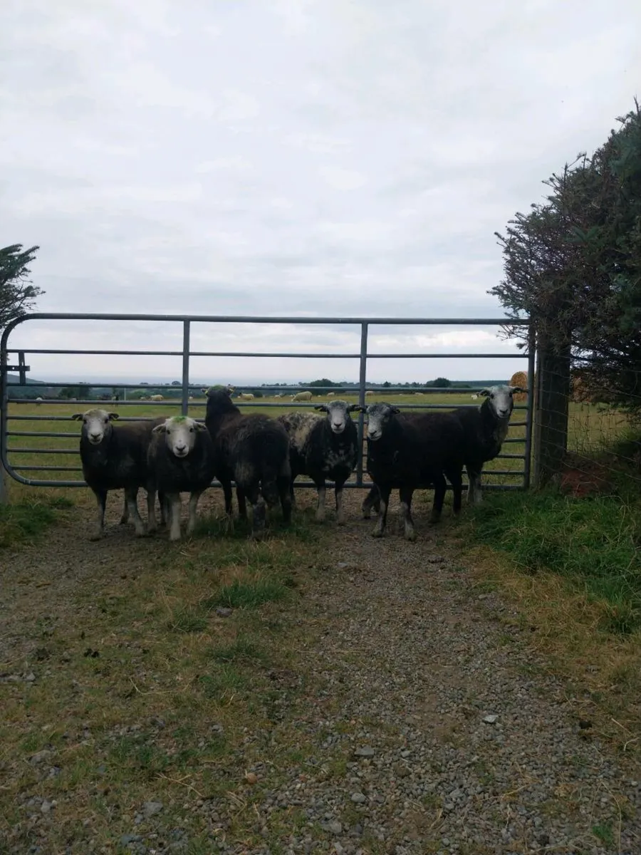 Ewe Hoggets - Image 2