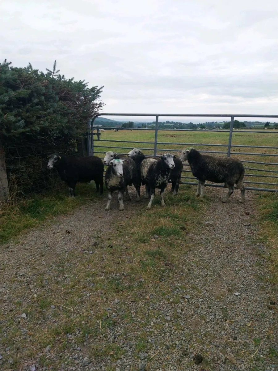 Ewe Hoggets - Image 3