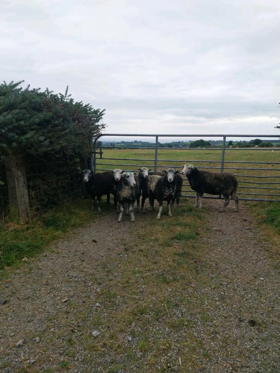 Ewe Hoggets - Image 4