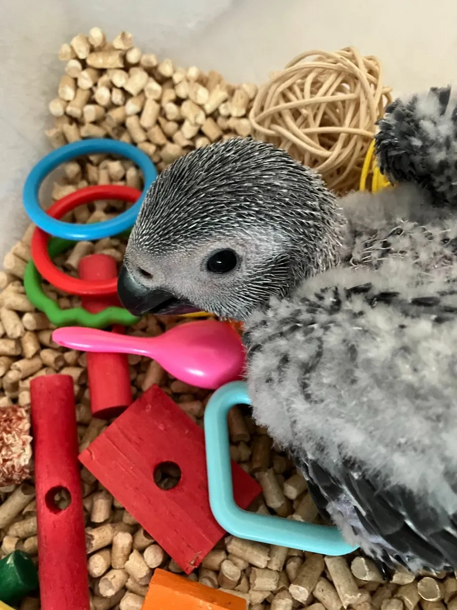 African Grey - Image 2