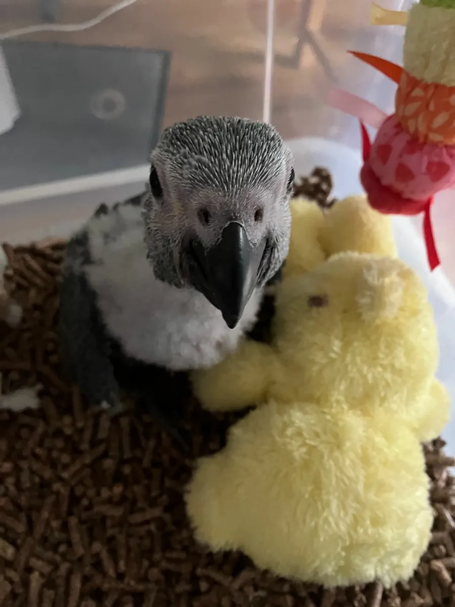 African Grey - Image 3