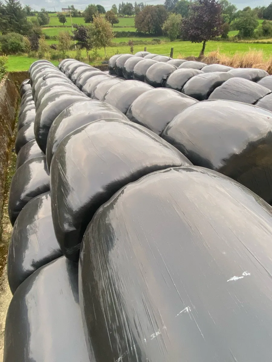 Silage bales - Image 1