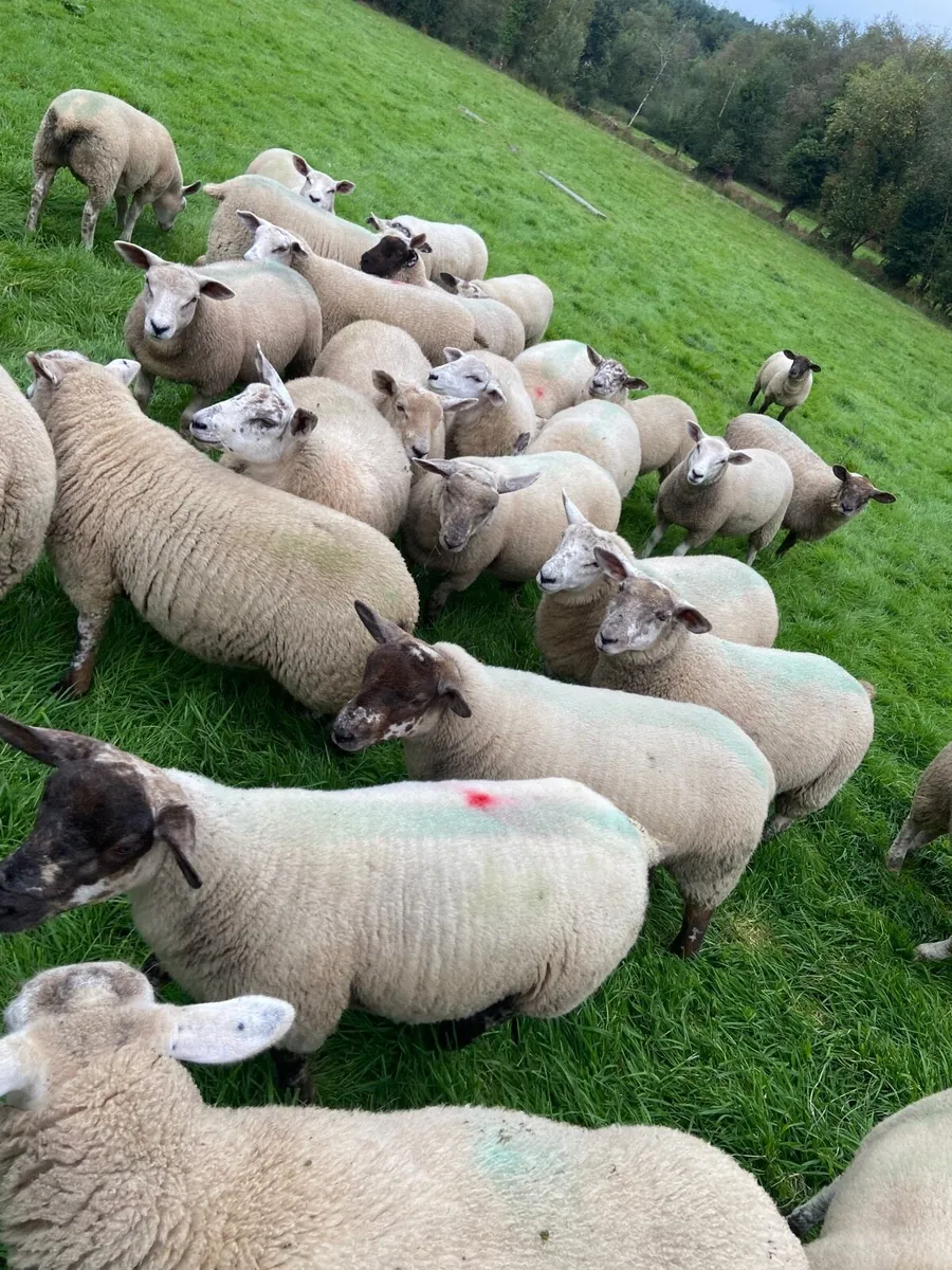 Suftex ewe lambs - Image 3
