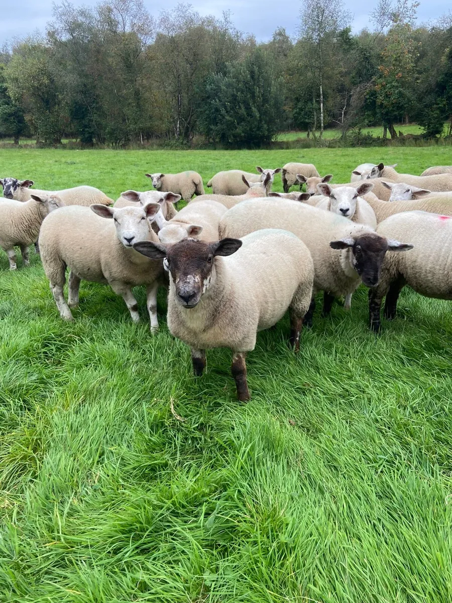 Suftex ewe lambs - Image 2