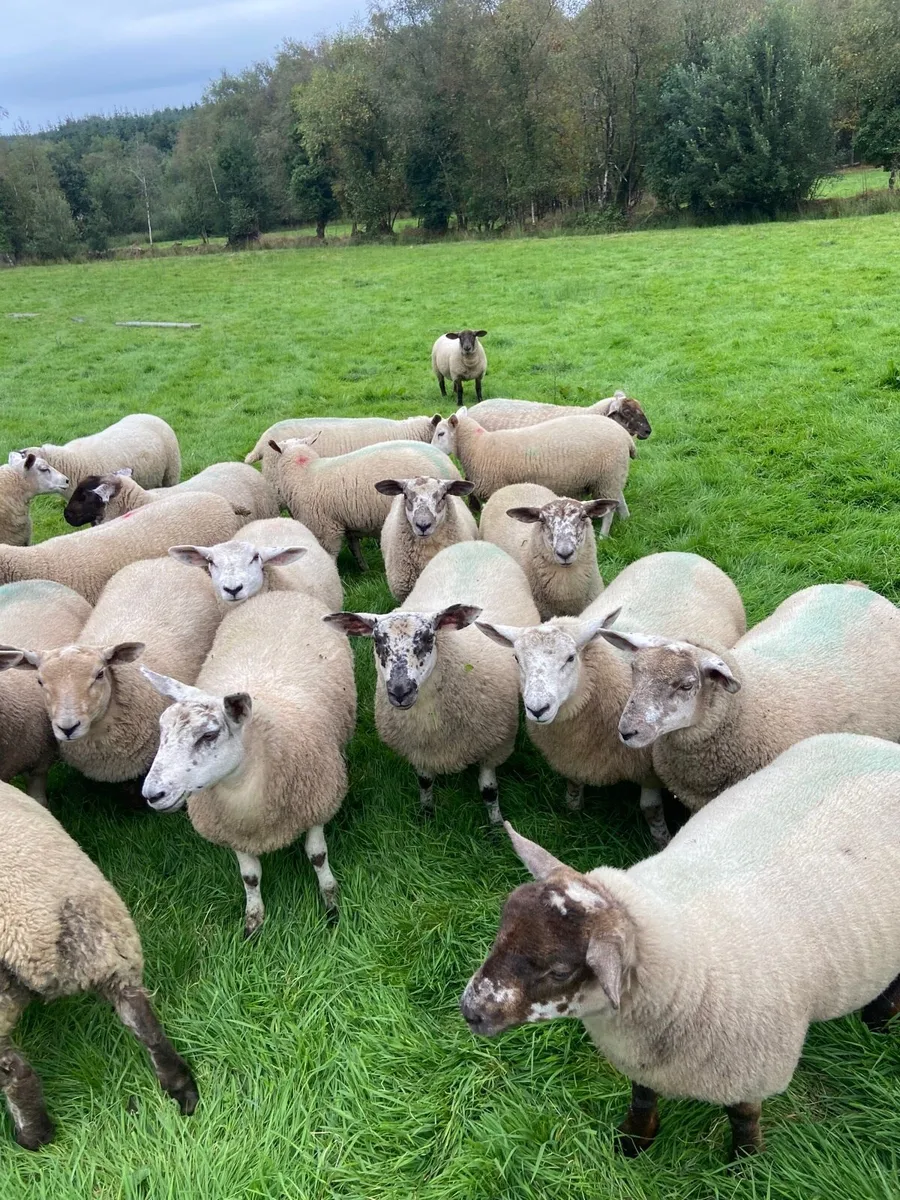 Suftex ewe lambs - Image 4