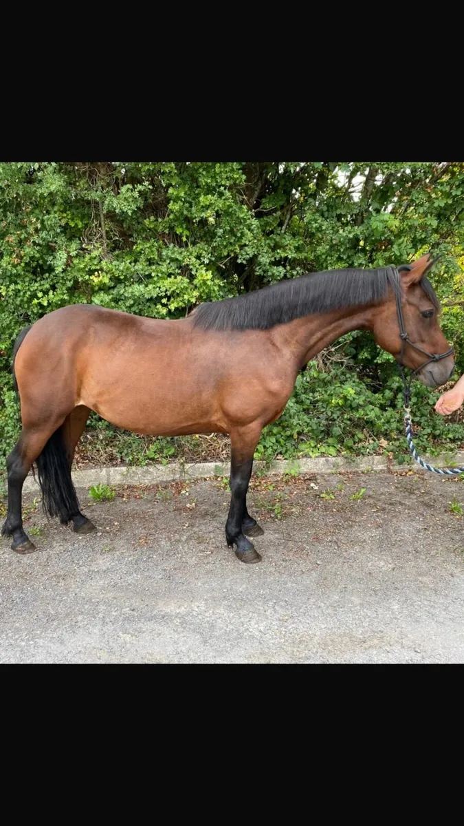 6yo 138cm connemara mare - Image 1