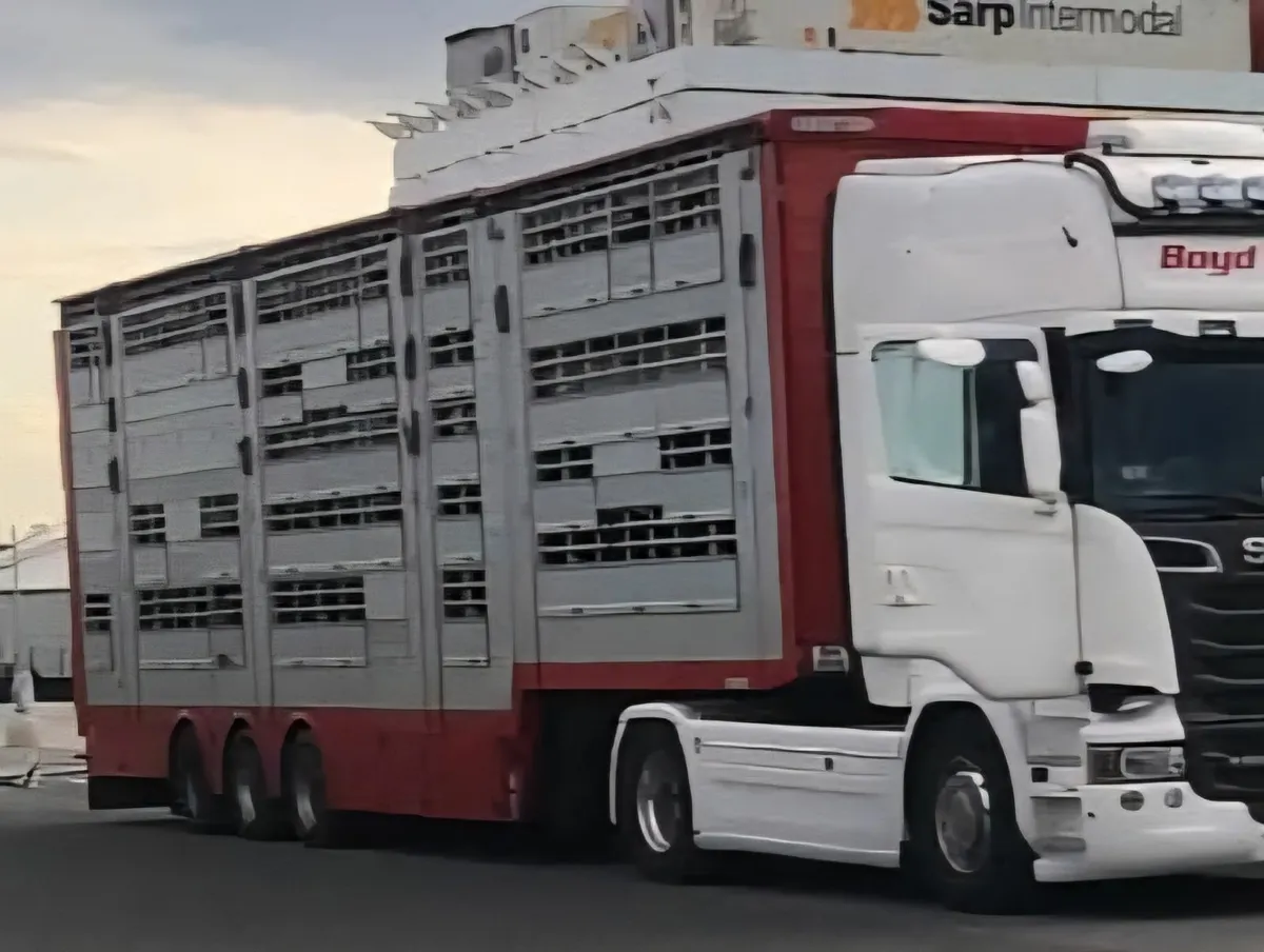 2017 pezzolia livestock trailer - Image 3
