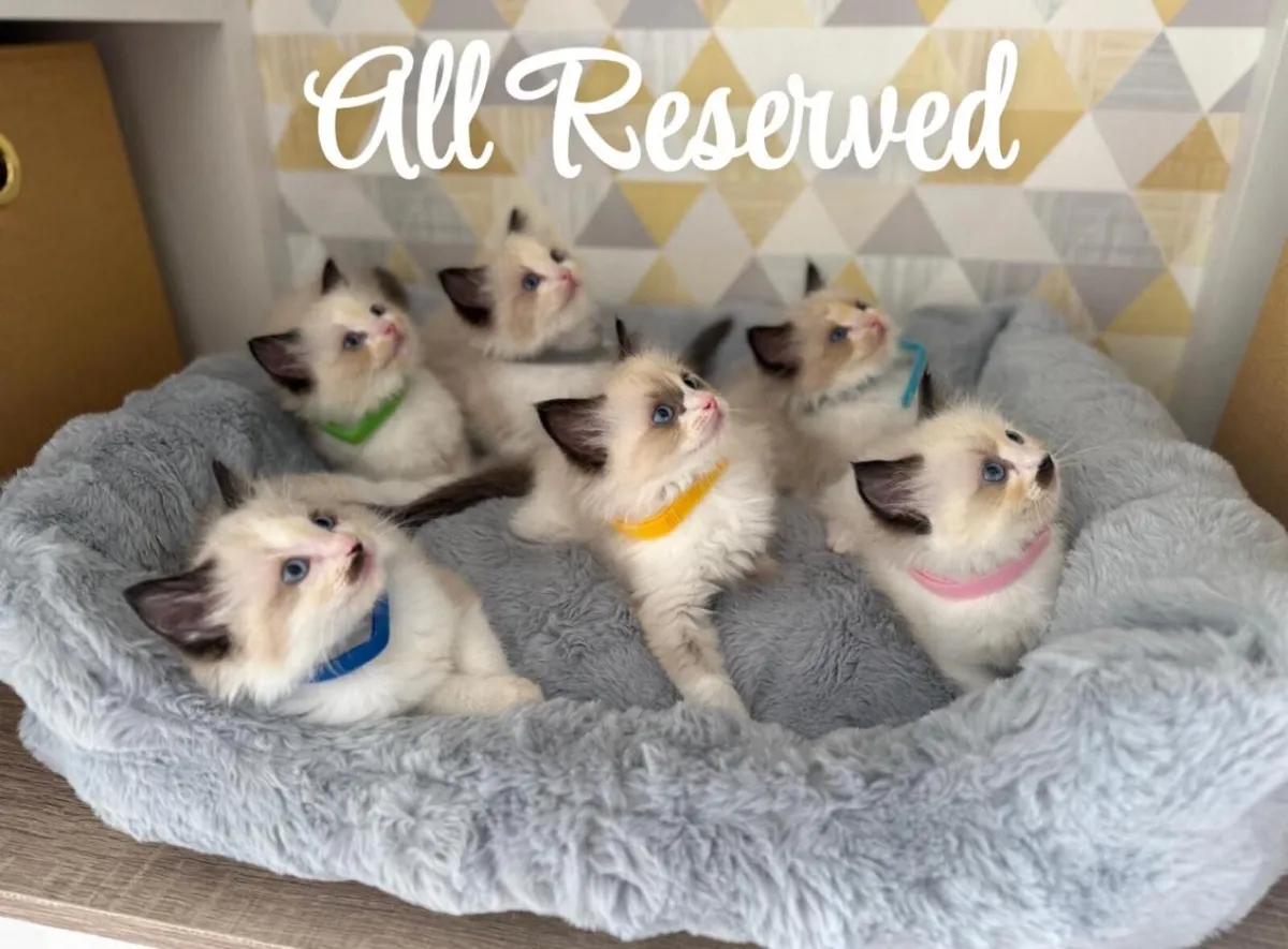 Ragdoll Kittens - Image 1