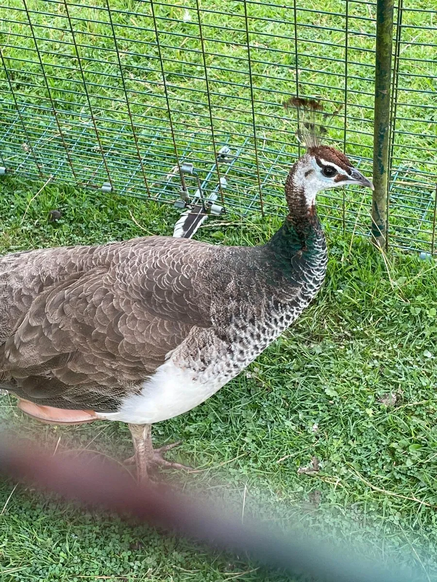 Peahen - Image 1