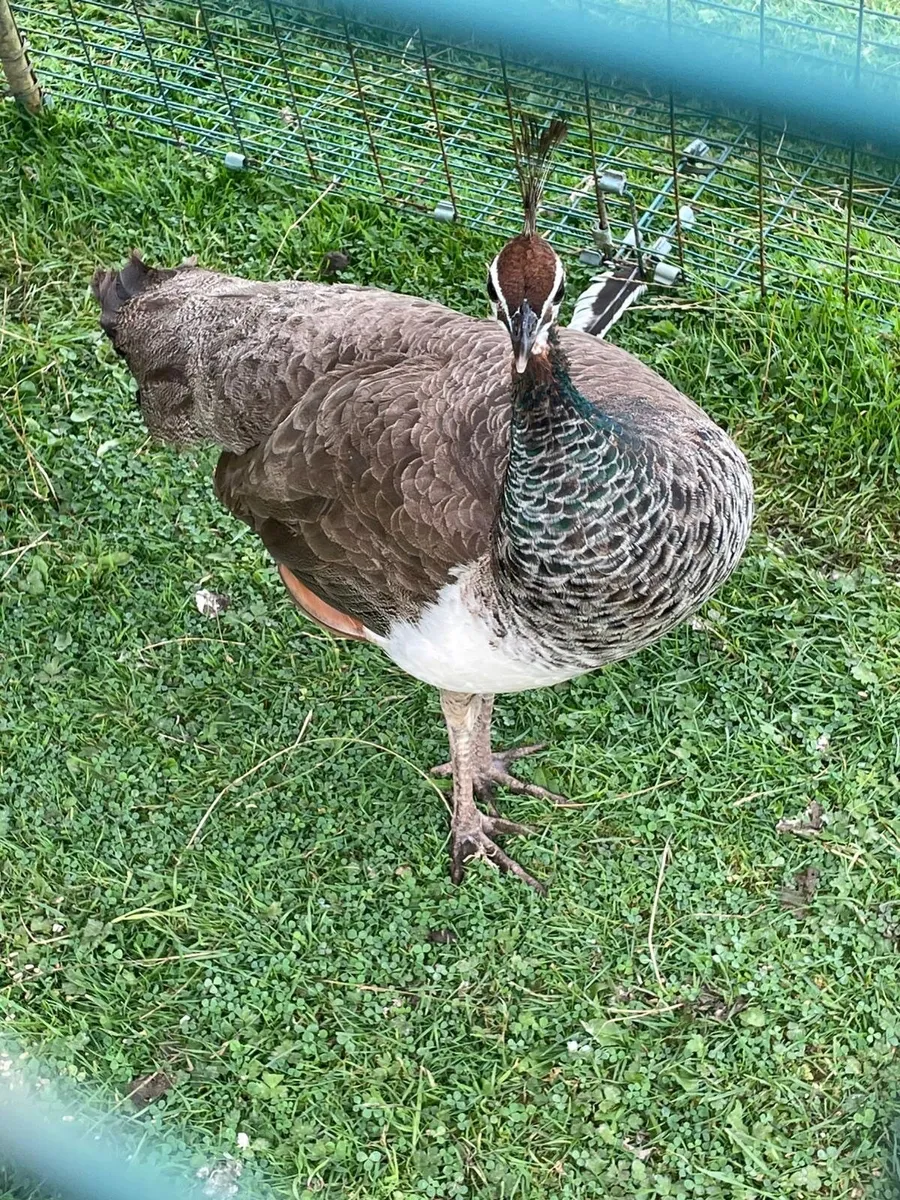 Peahen - Image 2