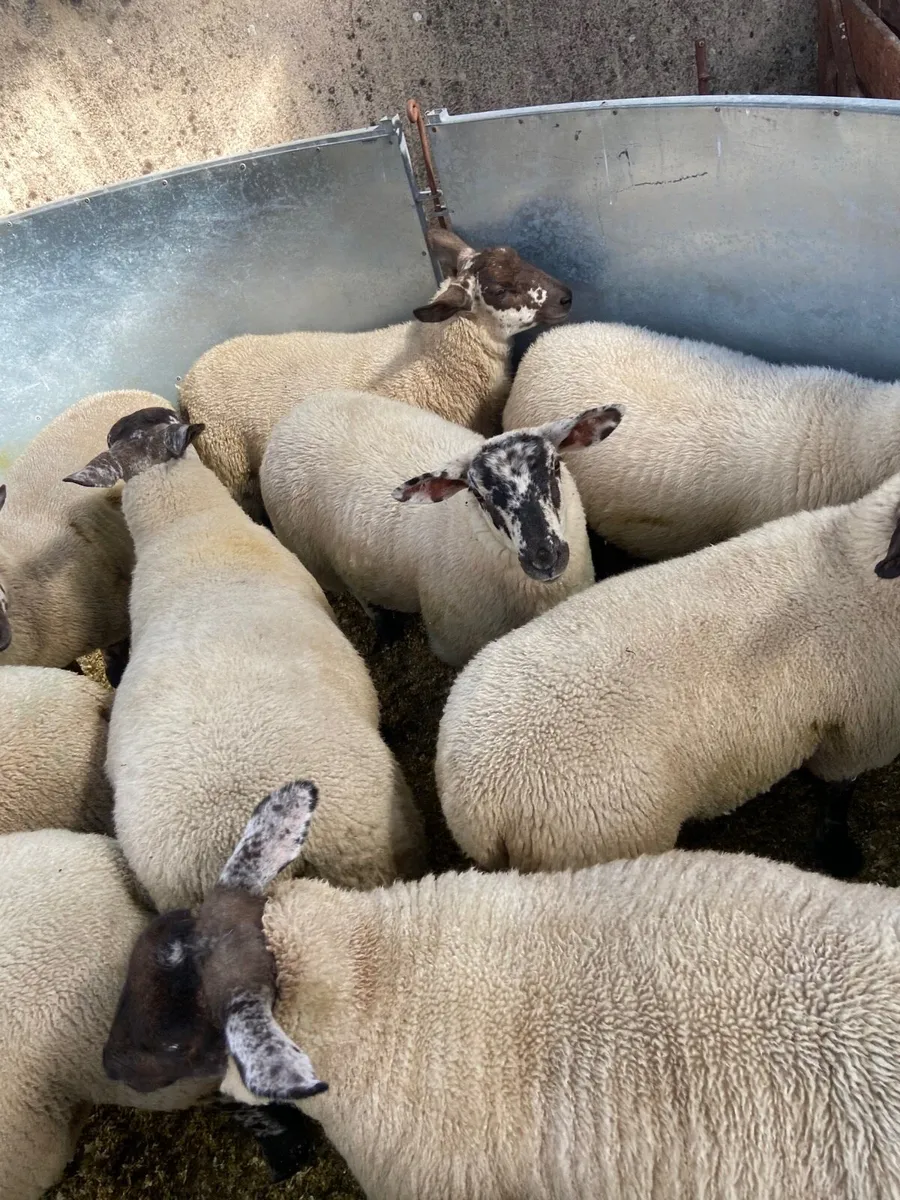 Suftex ewe lambs - Image 1