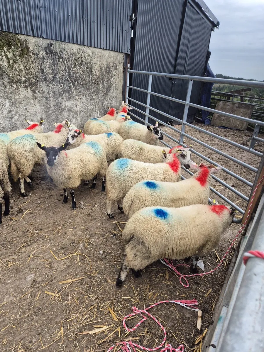 Ewe lambs - Image 1