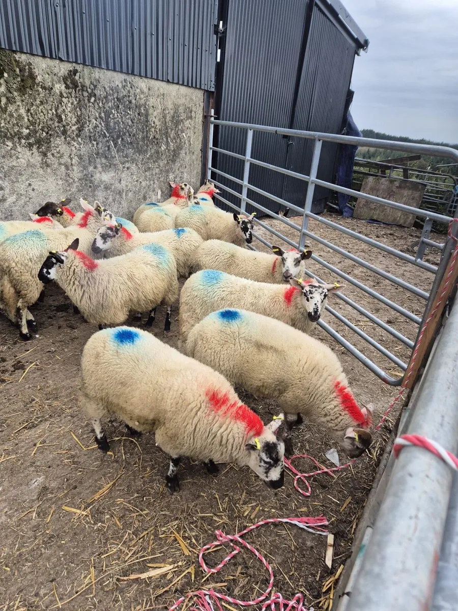 Ewe lambs - Image 2
