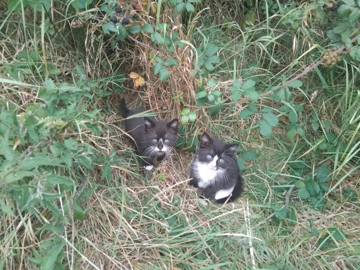 Kittens - Image 4