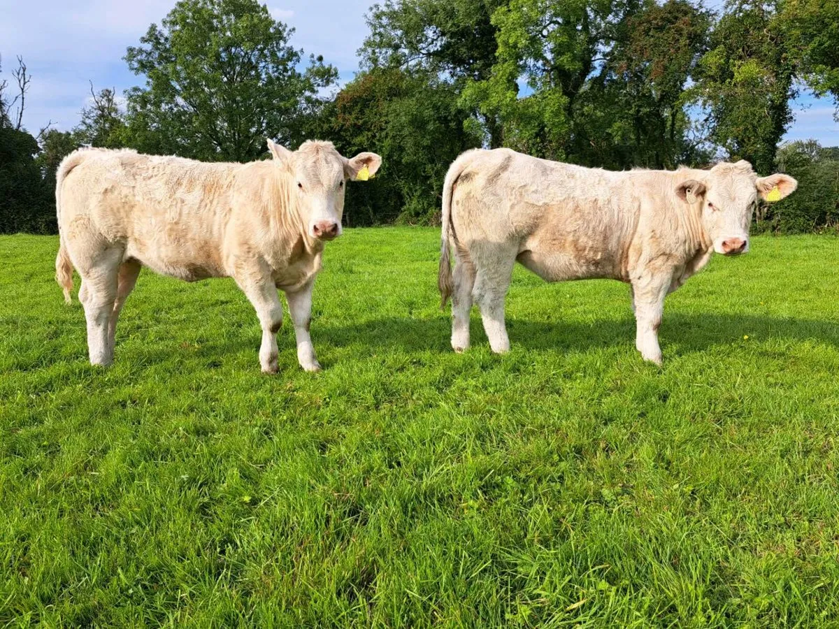 Pedigree  charolais  heifers - Image 1