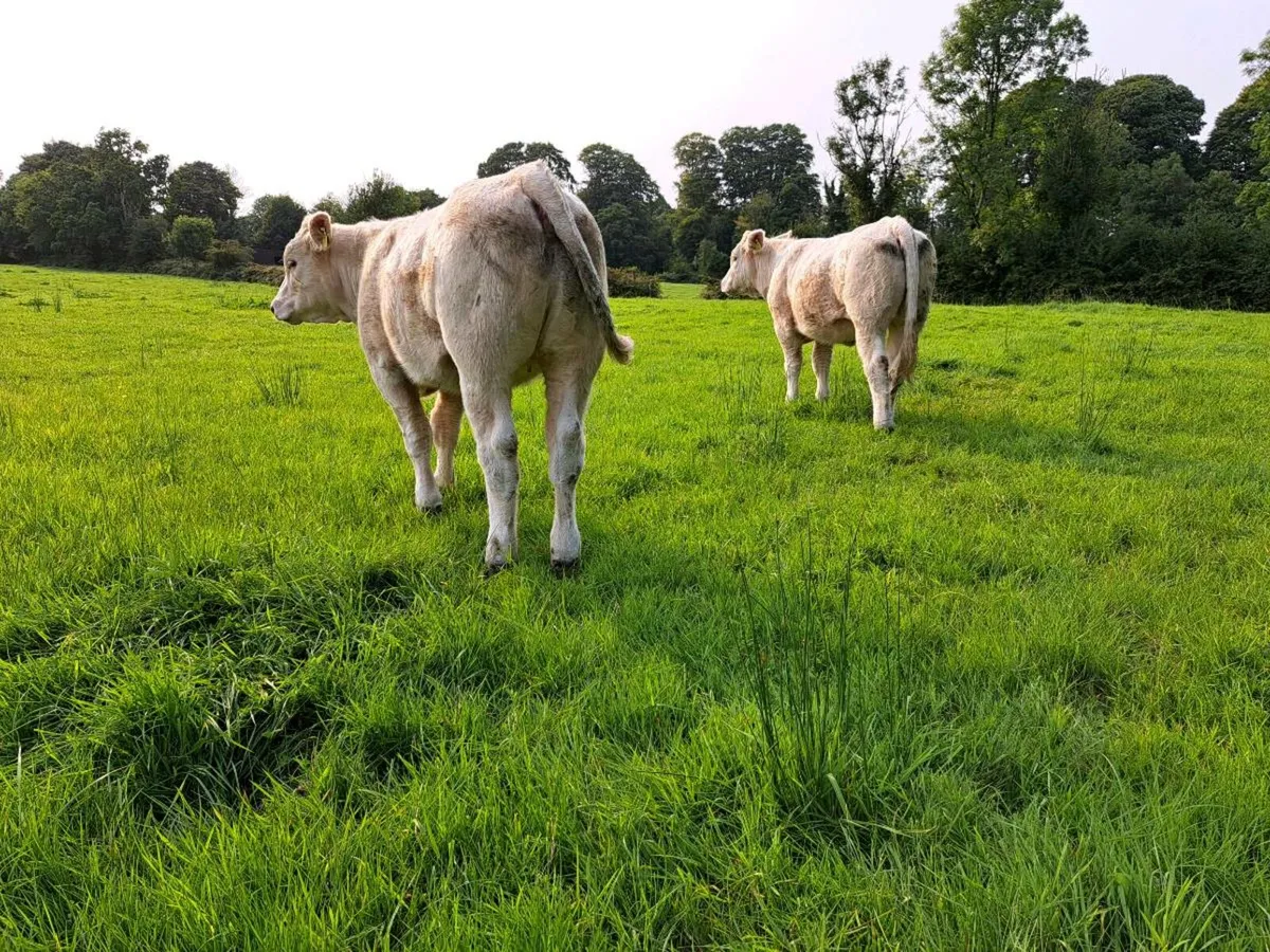Pedigree  charolais  heifers - Image 2