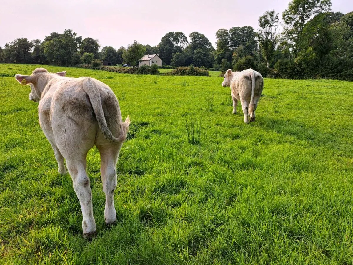 Pedigree  charolais  heifers - Image 3