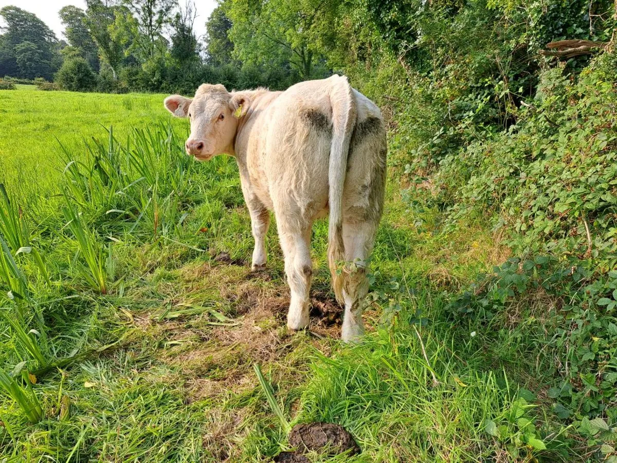 Pedigree  charolais  heifers - Image 4