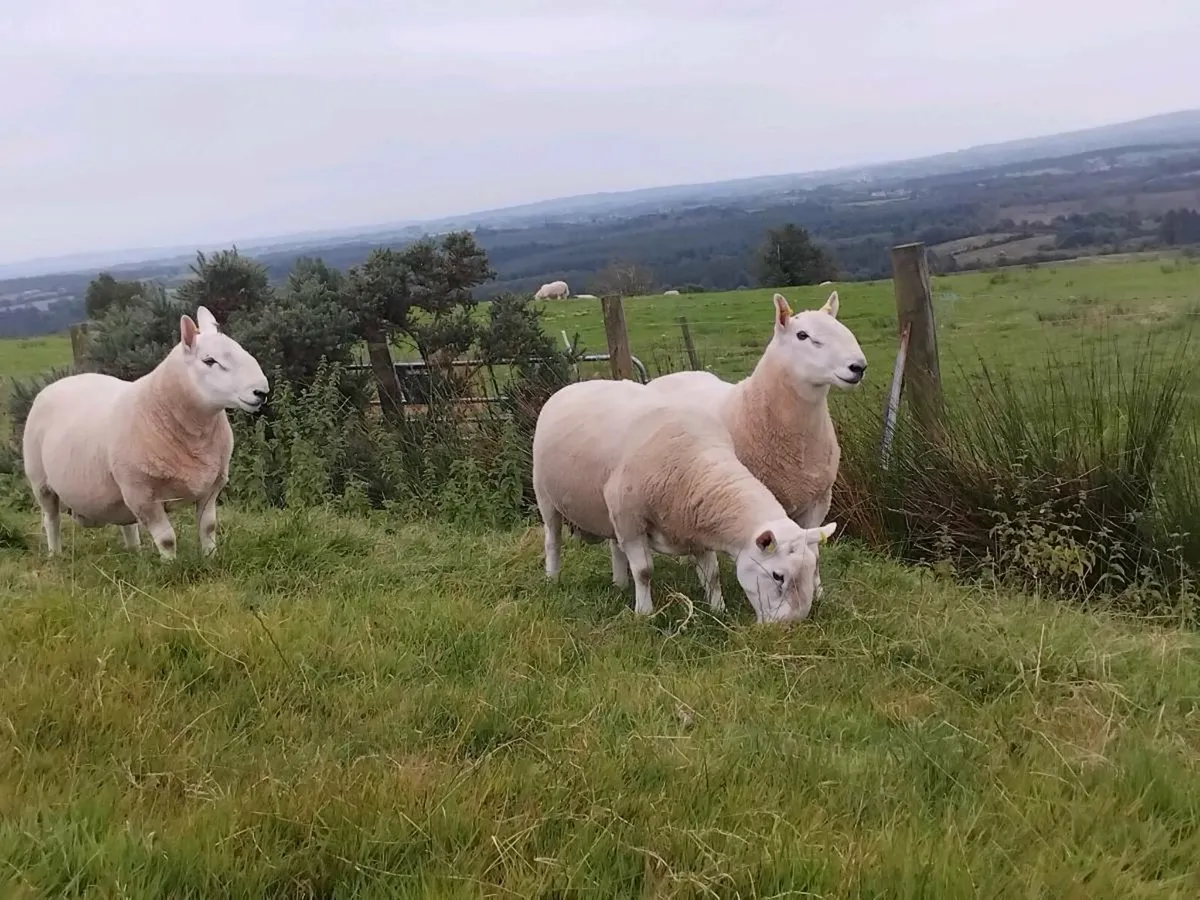 North country cheviot rams - Image 2