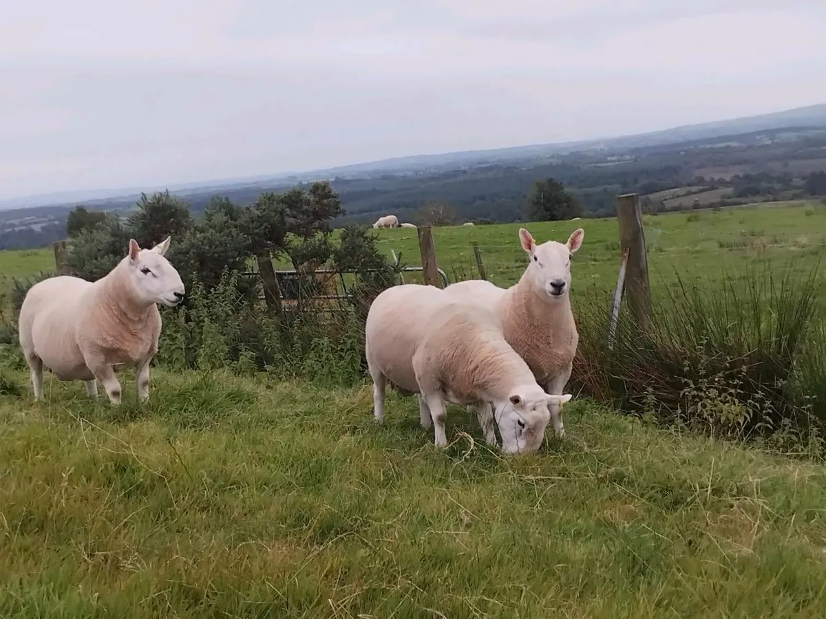 North country cheviot rams - Image 3